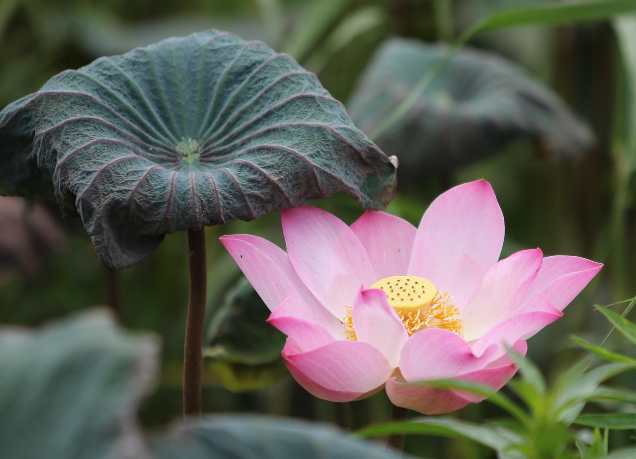 Beginner Lotus App Download: Step-by-Step Guide for India (2026)